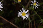 Simmonds' aster